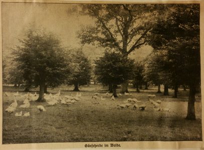 NdG Vol 2 janvier à juin 1915 (253)