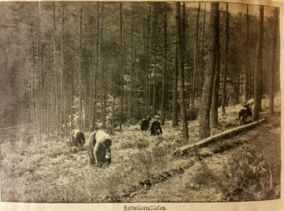 NdG Vol 2 janvier à juin 1915 (338)